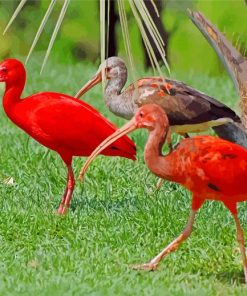 Scarlet ibis Birds paint by numbers
