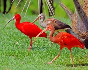 Scarlet ibis Birds paint by numbers