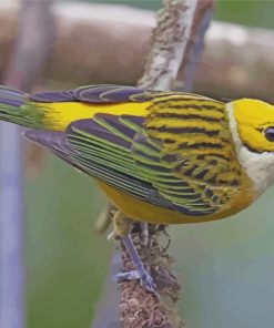 Silver Throated Tanager Bird paint by number