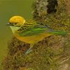 Silver Throated Tanager Yellow Bird paint by number