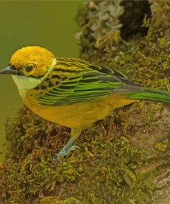 Silver Throated Tanager Yellow Bird paint by number