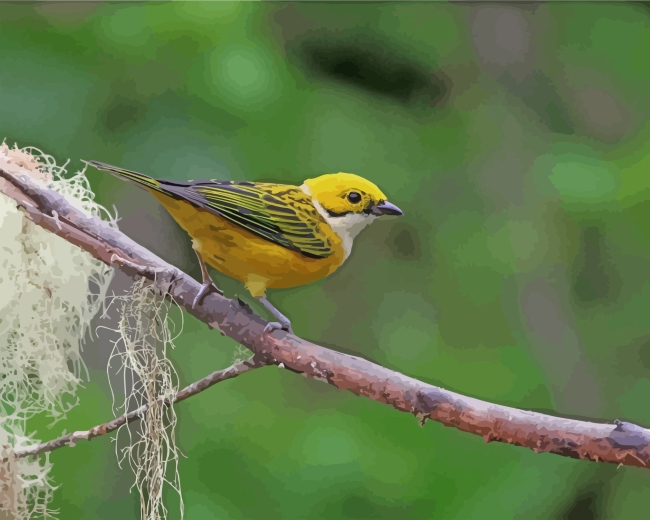 Silver Throated Tanager paint by number