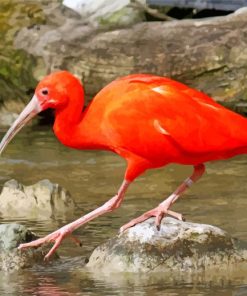The Scarlet ibis paint by number
