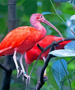 Tropical Scarlet Ibis Bird Paint by numbers