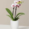 White Orchid Vase paint by number