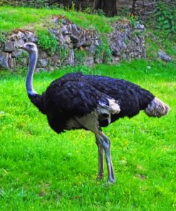 Wild-Ostrich-paint-by-number