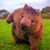 Wombat Animal Paint By Number