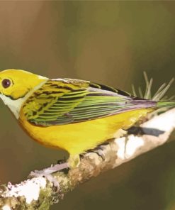 Yellow Bird Silver Throated Tanager paint by number