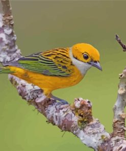 Yellow Silver Throated Tanager Bird paint by number