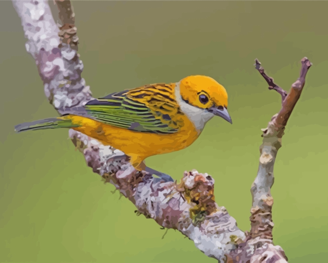 Yellow Silver Throated Tanager Bird paint by number