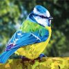 Beautiful Blue Tit paint by numbers