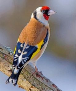 Beautiful Goldfinch Bird paint by numbers