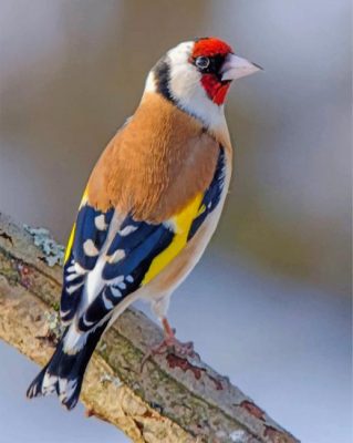 Beautiful Goldfinch Bird paint by numbers