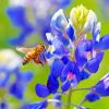 Bee On A Bluebonnet paint by numbers
