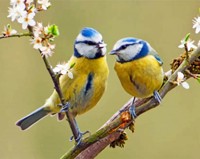 Blue Tit Birds paint by numbers