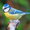 Blue Tit paint by numbers