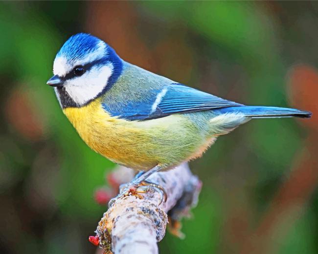 Blue Tit paint by numbers