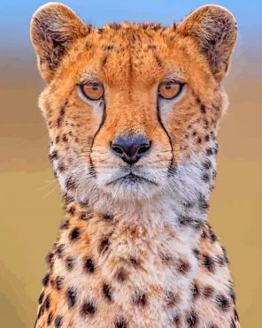 Cheetah Wild Animal paint by numbers