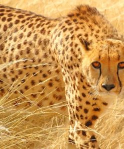 Cheetah Wild Cat paint by numbers