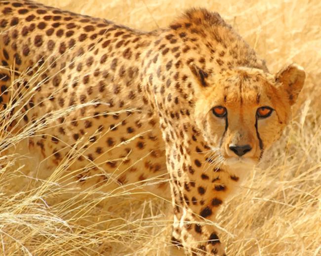 Cheetah Wild Cat paint by numbers