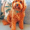 Cockapoo Puppy paint by numbers