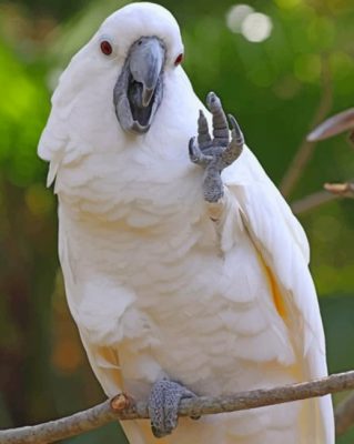 Cockatoo Waving paint by numbers