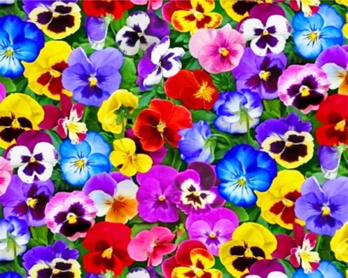 Colorful Pansy Flowers paint by numbers