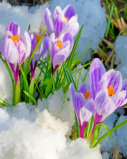 Crocus In The Snow paint by number