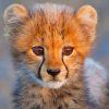 Cute Baby Cheetah paint by numbers