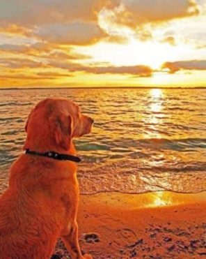 Dog Watching Sunset paint by numbers