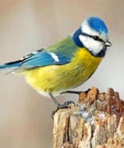 Eurasian Blue Tit paint by numbers