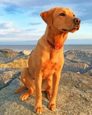 Fox Red Labrador paint by numbers