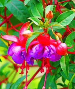 fuchsia Plant paint by number