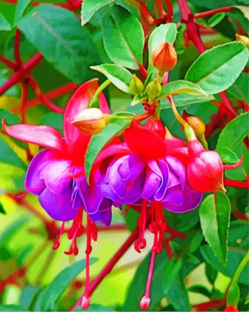 fuchsia Plant paint by number