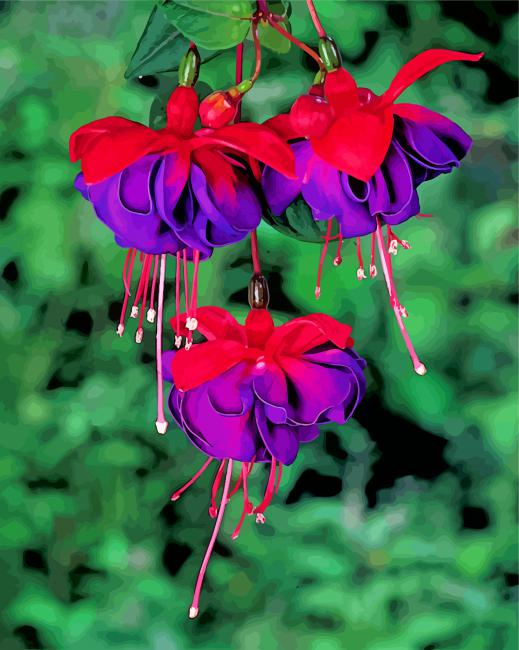fuchsia flowers paint by numbers