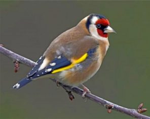Goldfinch Bird On Stick paint by numbers