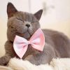 Gray Cat With Pink Bow Paint By Numbers