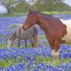 Horses And Bluebonnets paint by numbers