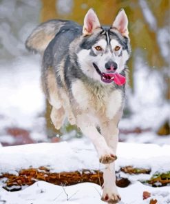 husky-snow-paint-by-number