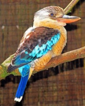 Blue Winged Kookaburra paint by numbers