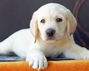 Labrador Puppy paint by numbers