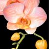 Orange Orchid Paint by numbers