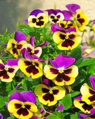 Pansy Flowers paint by numbers