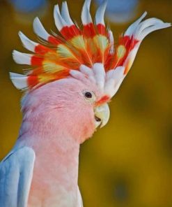 Pink Cockatoo Bird Paint by numbers