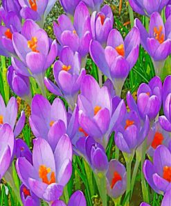 purple-crocus-flowers-paint-by-number