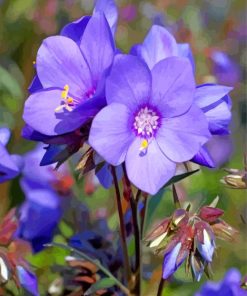 purple crocus flowers paint by number