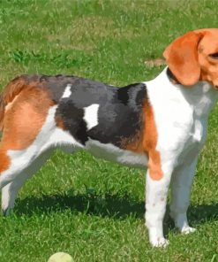 Scent Hound Dog paint by number