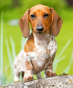 scent hound Puppy Dog paint by numbers