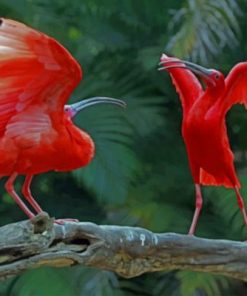 Scarlet Ibis Birds paint by numbers