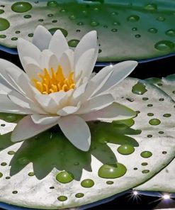 water-lily-with-rain-drops-paint-by-numbers